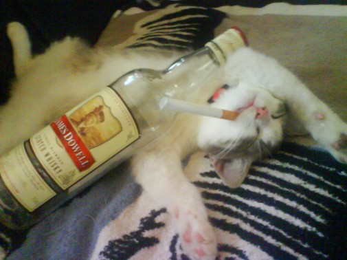 chat_bourre_fume_saoul_fume_cigarette_wh