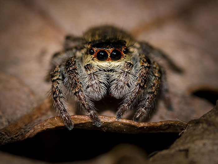 Toxeus magnus, l'araignée qui « allaite » ses petits
