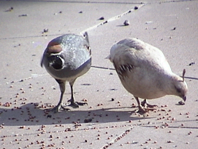 La première image de Wikimedia Commons