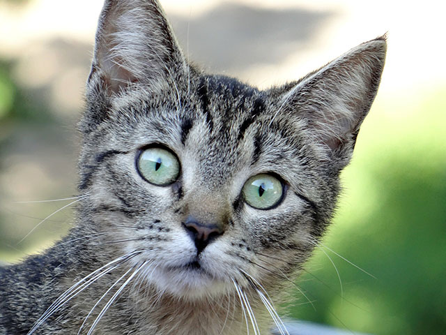 ChatOn ne va pas fermer