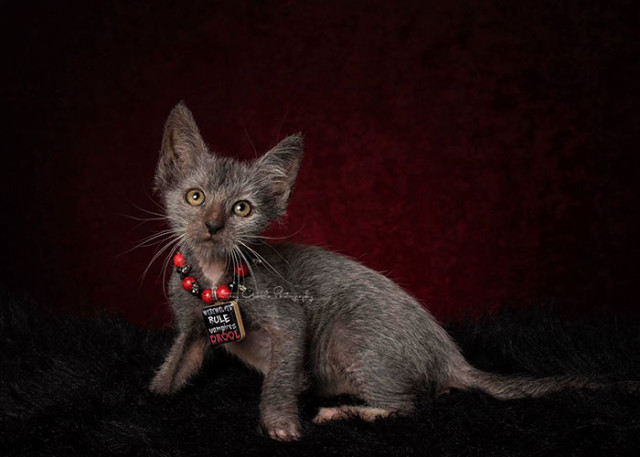 Lykoi : photo 1