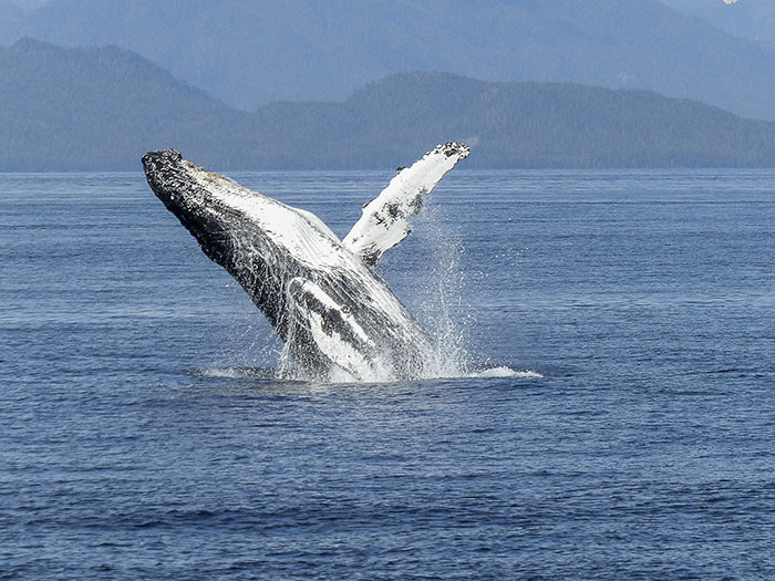  Les Anonymous veulent sauver les baleines