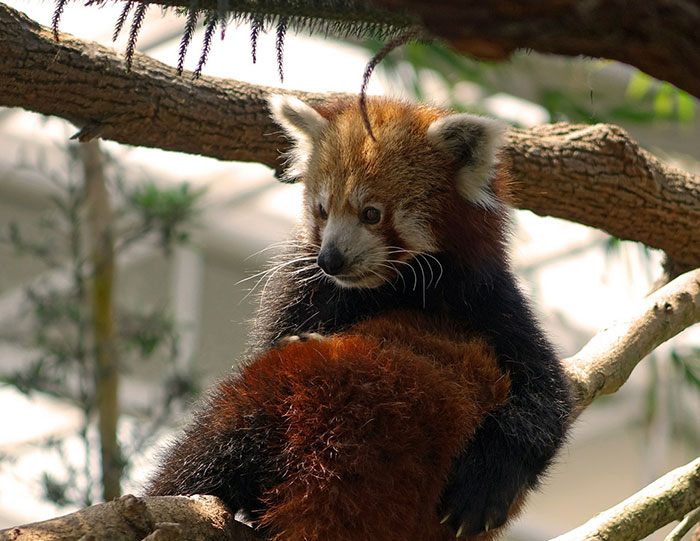 Firefox 43 est de sortie !