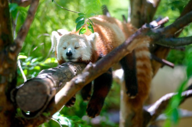 Fin Firefox OS