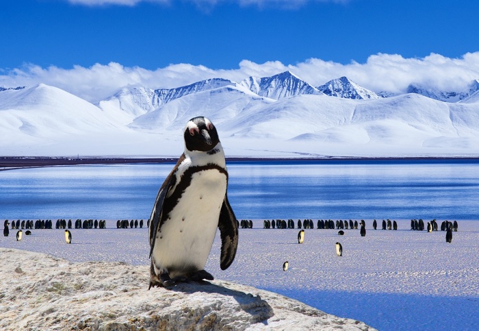 Quand des manchots trouvent une caméra en Antarctique