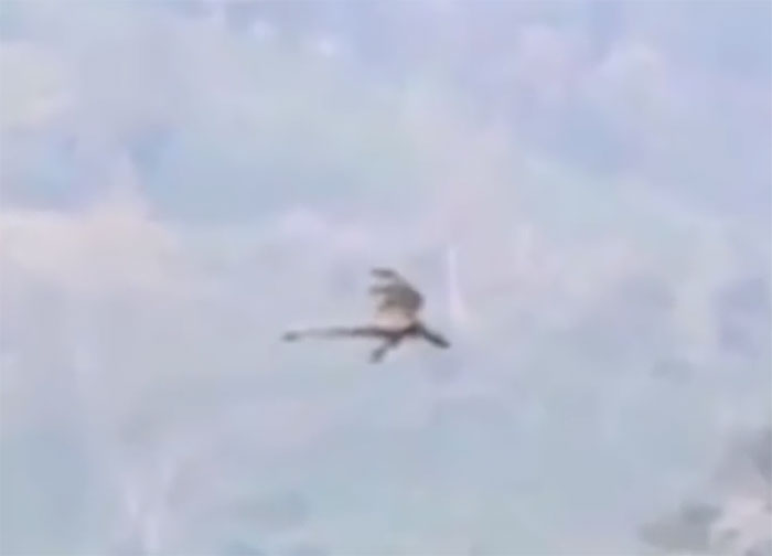  La vidéo d’un dragon volant en Chine déchaîne les passions sur YouTube