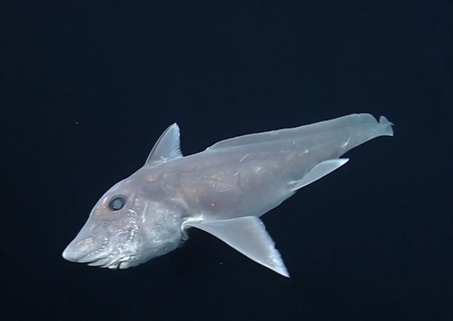 Requin Fantôme