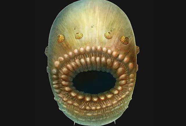 Saccorhytus coronarius : image 1