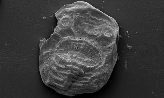 Saccorhytus coronarius : image 2