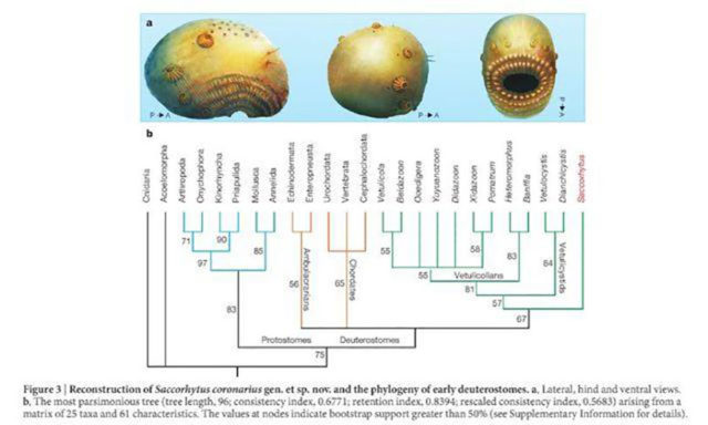 Saccorhytus coronarius : image 3