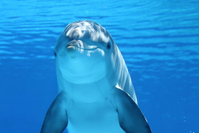  Les dauphins mâles auraient des “noms” individuels et distincts