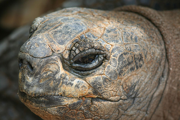 Snapchat : des femmes se sont filmées en train de tuer une tortue
