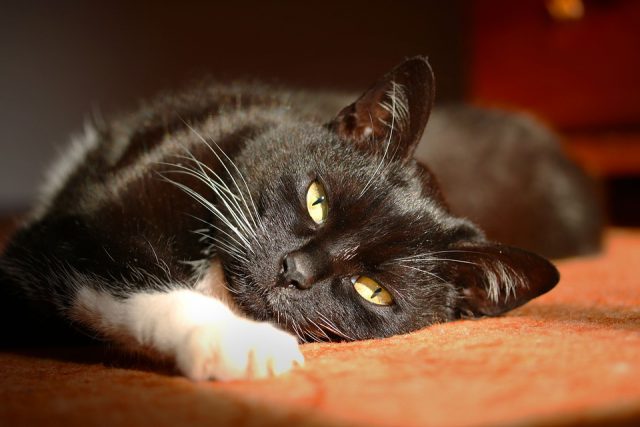 Un chat en train de se reposer