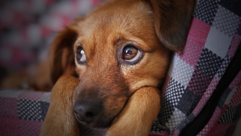 En Seine-et-Marne, un homme s’est filmé en train de battre son chiot sur Snapchat