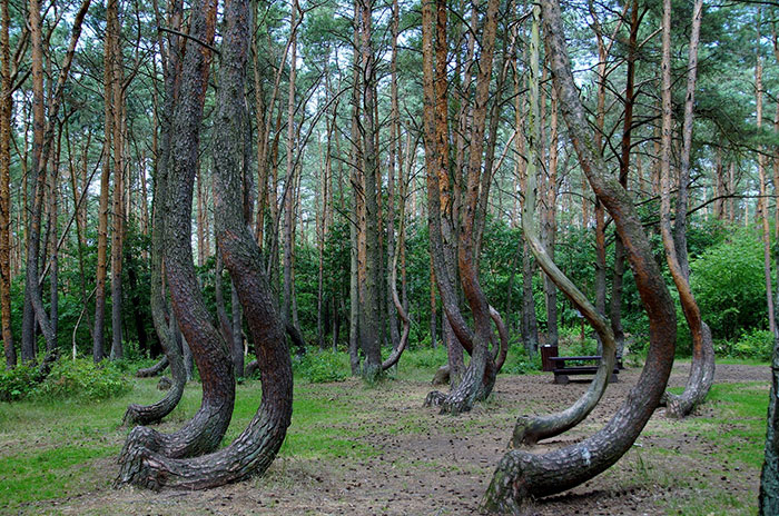  L’étrange histoire de la Forêt tordue de Pologne