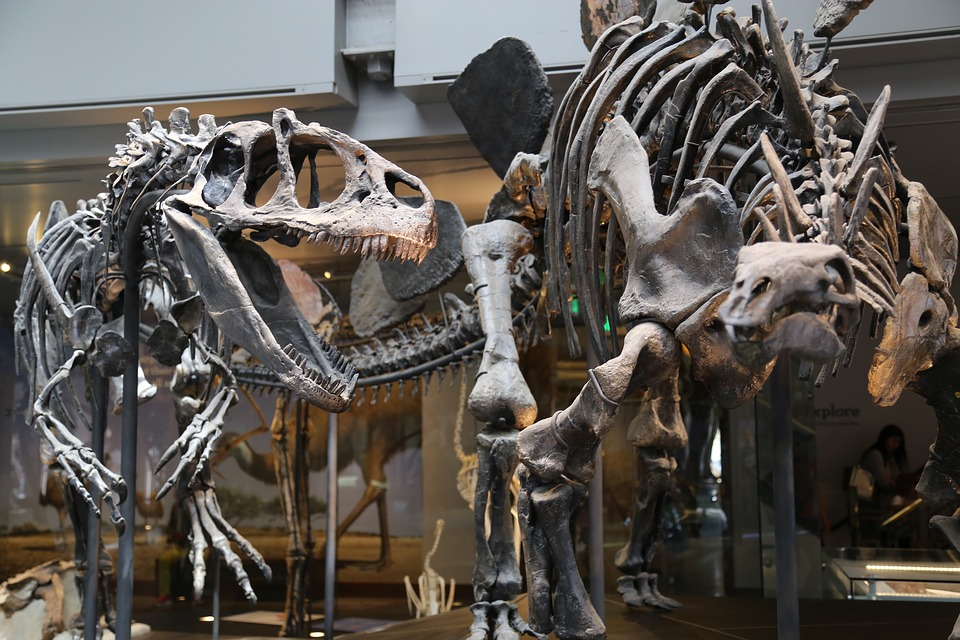  Un nouveau spécimen de dinosaure a été découvert à partir d’ossements découverts il y a 40 ans