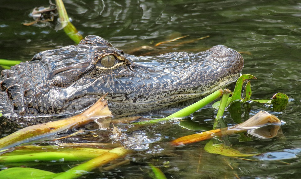  Floride : Un alligator de 3,7 mètres a été retrouvé couché sur le dos au milieu d’une sortie d’autoroute