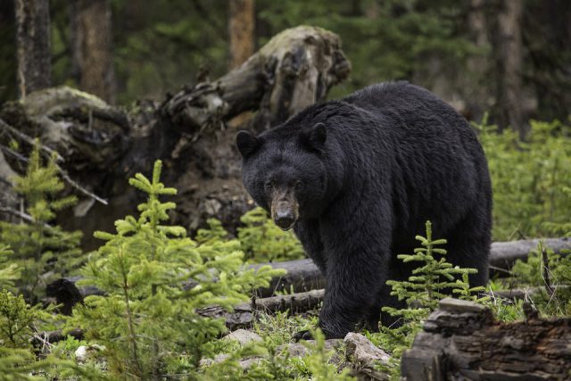 Ours