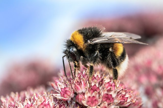 abeille fleurs