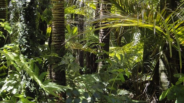 La forêt amazonienne