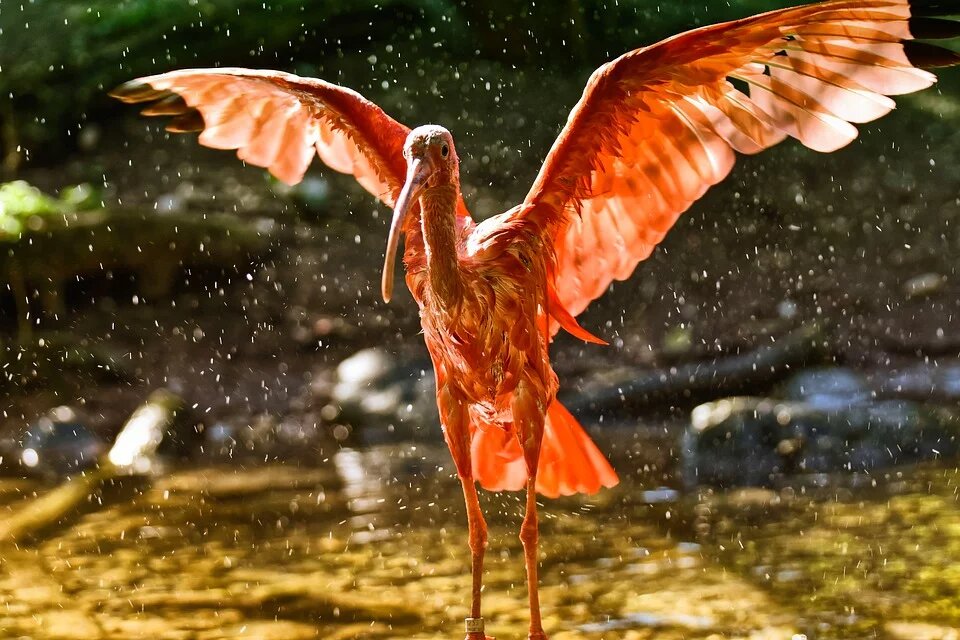Ibis