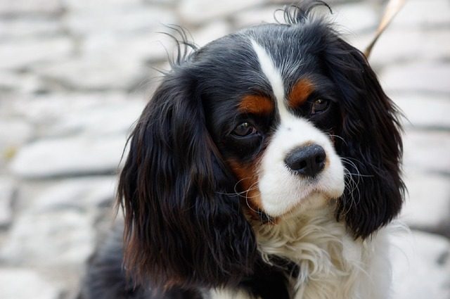 Un Cavalier King Charles