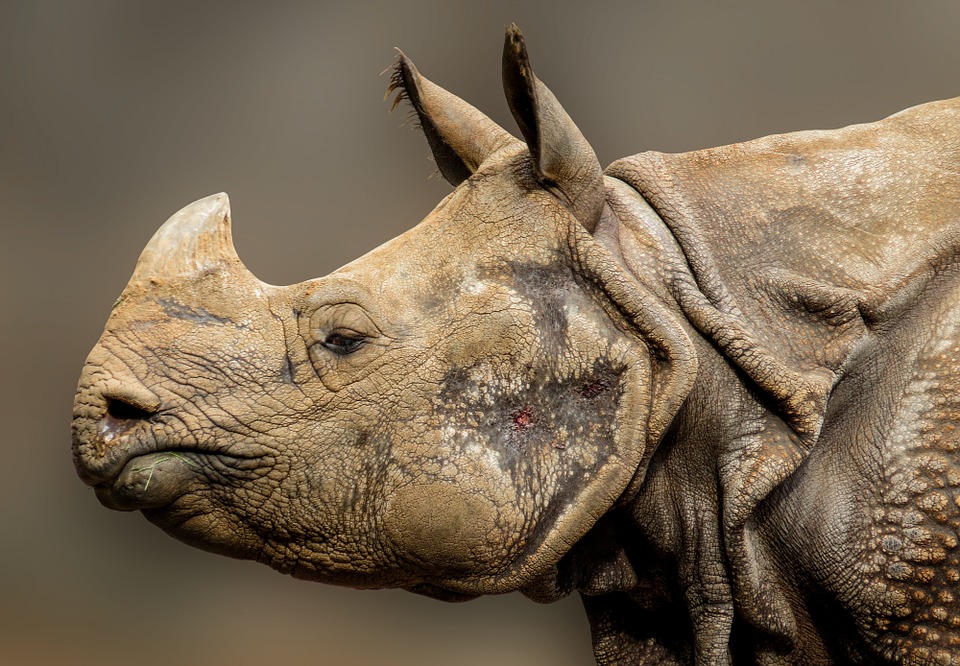 Il y a 9 millions d’années, des cousins du rhinocéros parcouraient le Nord-Ouest du Canada