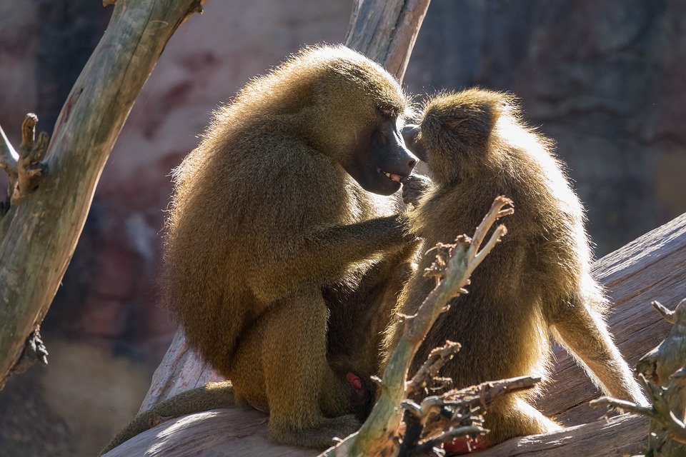  Chez les babouins, les femelles refusent de s’accoupler de peur de contracter une IST