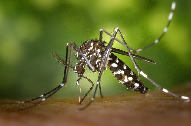  Des moustiques génétiquement modifiés peuvent contribuer à réduire la propagation du virus de la dengue