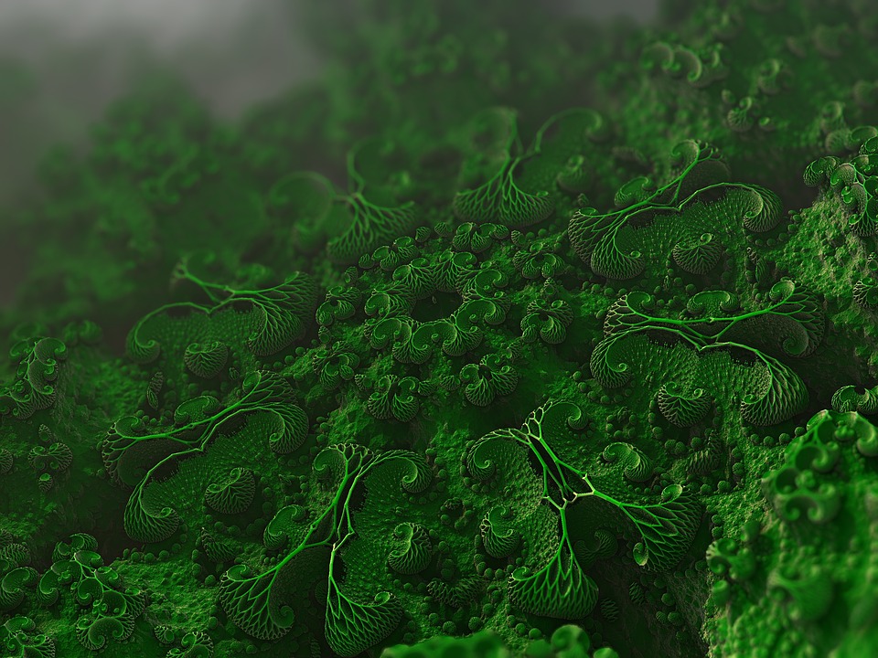 Une colonie de microbes