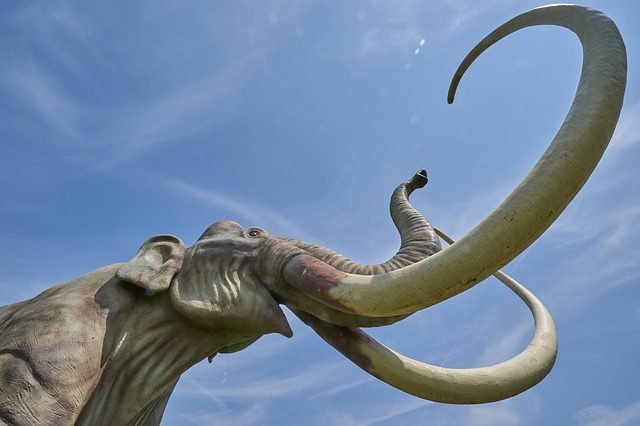 Un mammouth et ses défenses