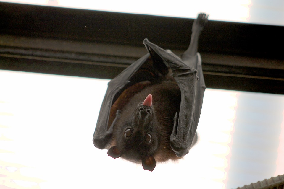Mais au fait, pourquoi les virus qui nous viennent des chauves-souris sont-ils aussi problématiques ?