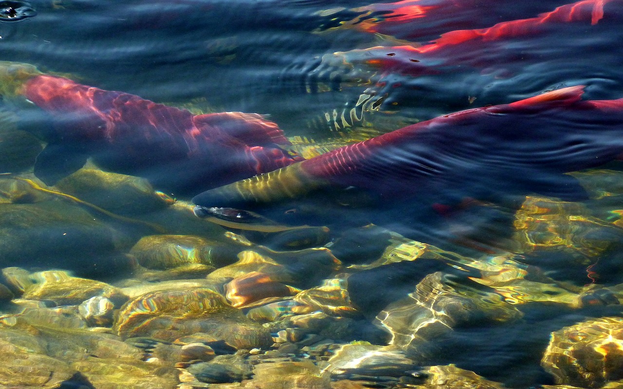  On pense savoir comment les saumons arrivent à détecter le champ magnétique terrestre