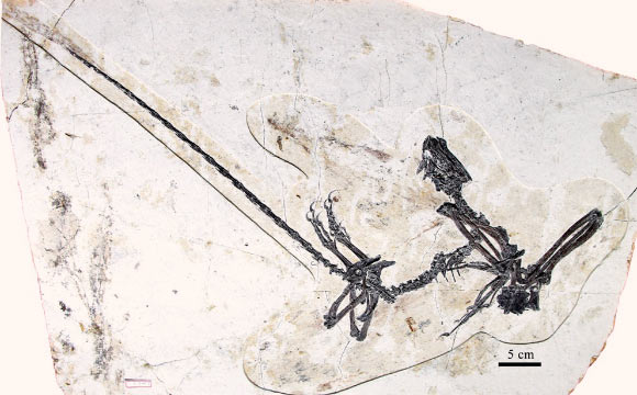 Kompsornis longicaudus