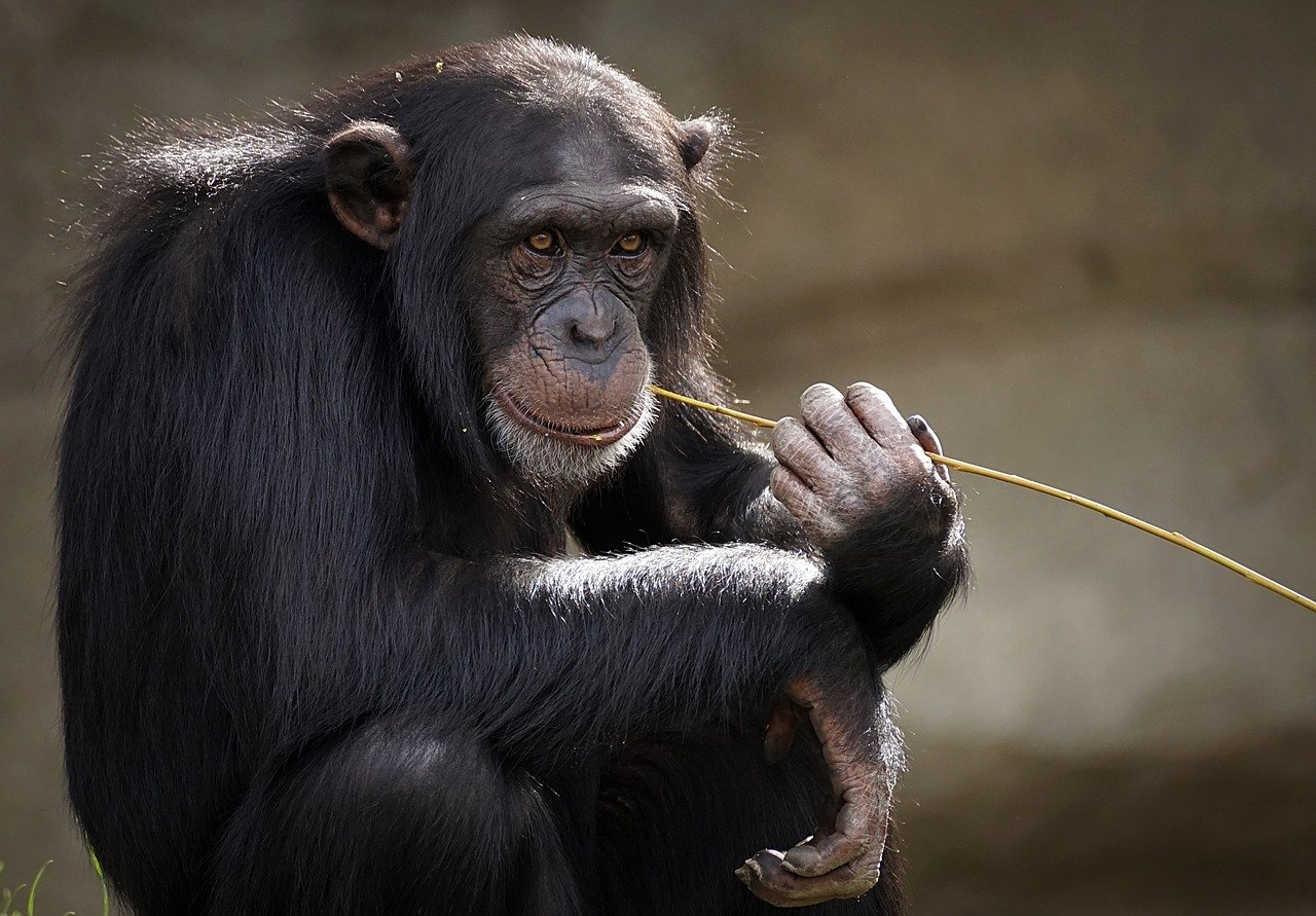 La photo d'un chimpanzés