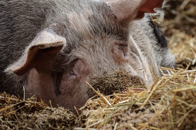 La photo d'un porc en train de se nourrir
