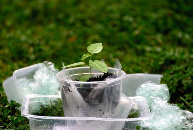 Une plante qui pousse dans un gobelet plastique