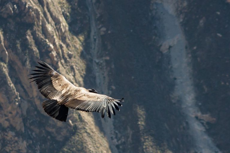 Un condor des Andes adulte