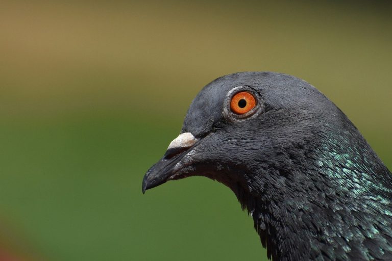 La tête d'un pigeon