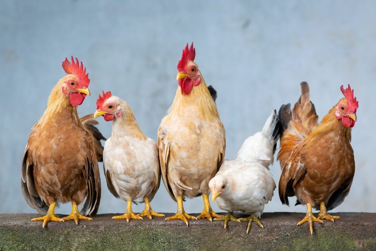 Un groupe de poulets domestiques