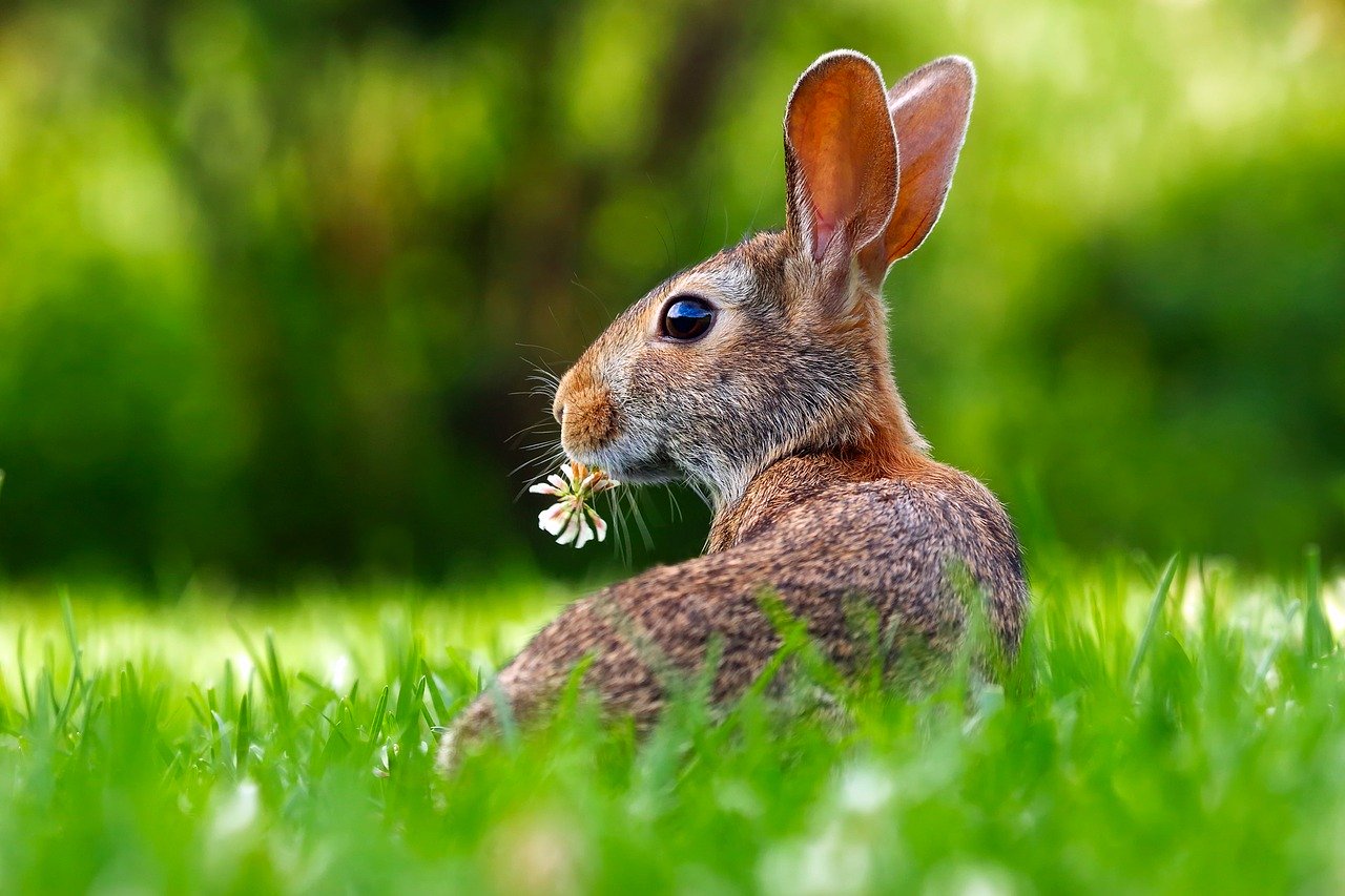 Un lapin dans une prairie