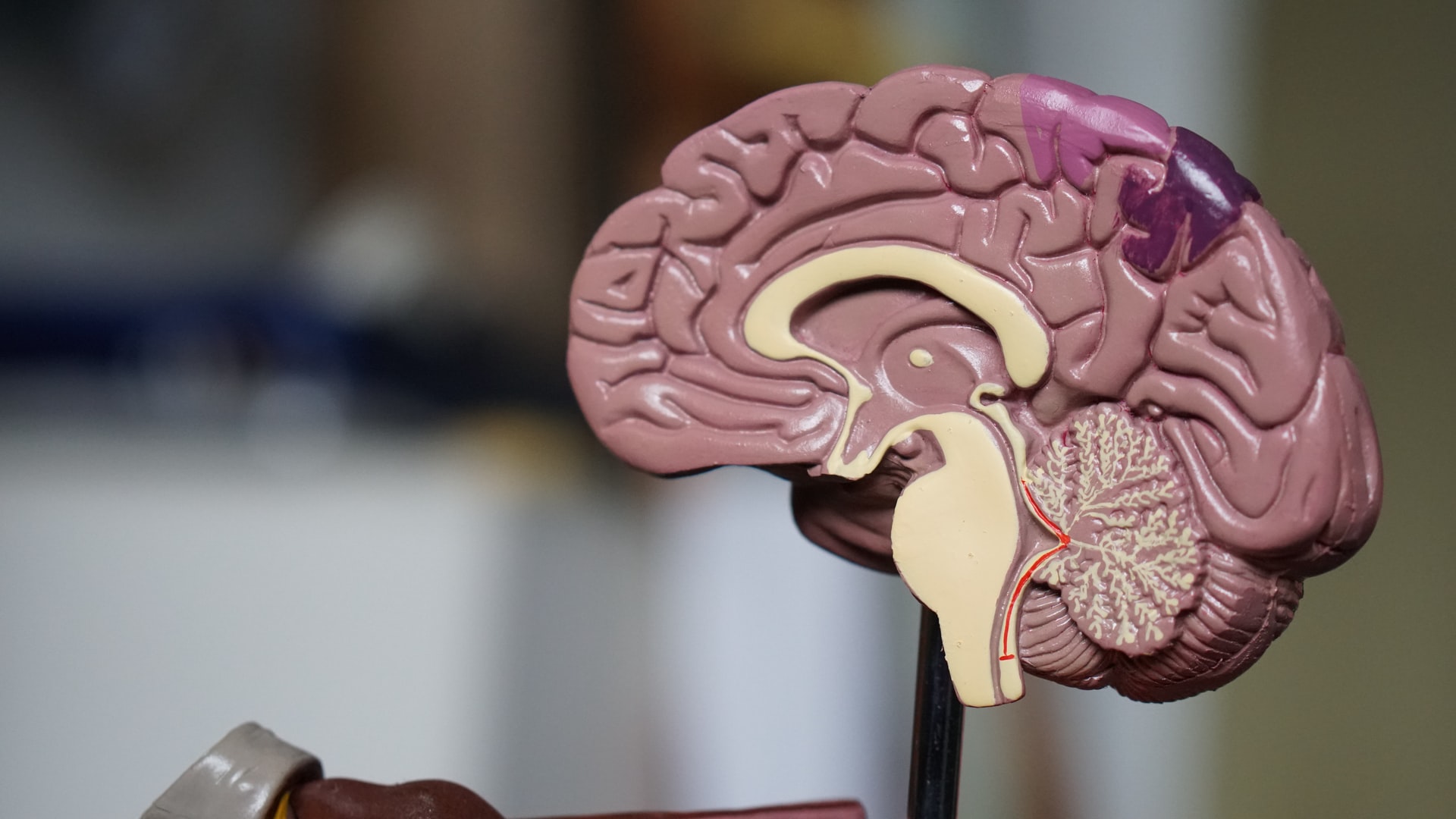 Une coupe transversale d'un cerveau