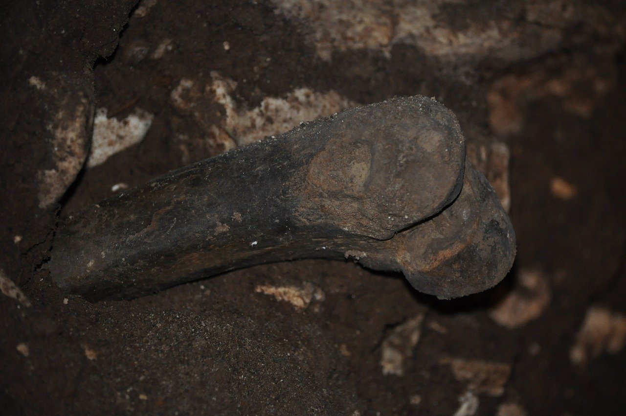 Photo-os-fossilisé