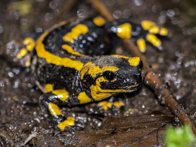 Photo d'une salamandre