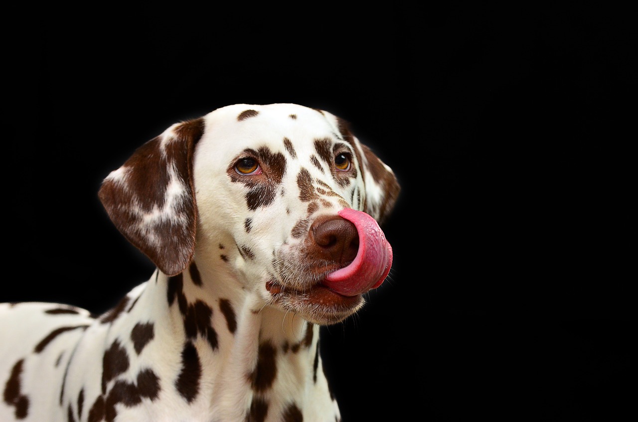 Un magnifique Dalmatien