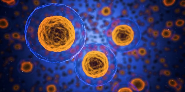 Des cellules eucaryotes