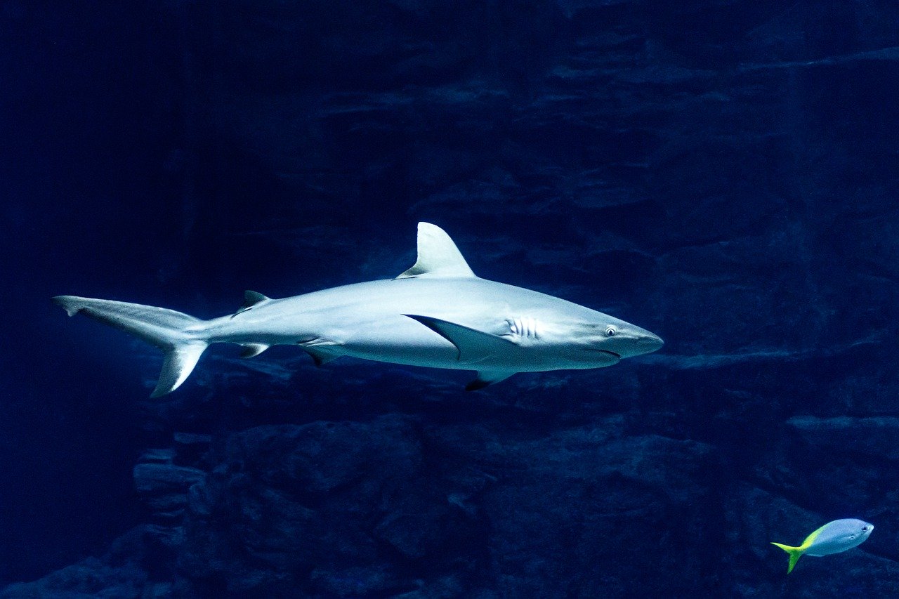 Un grand requin blanc