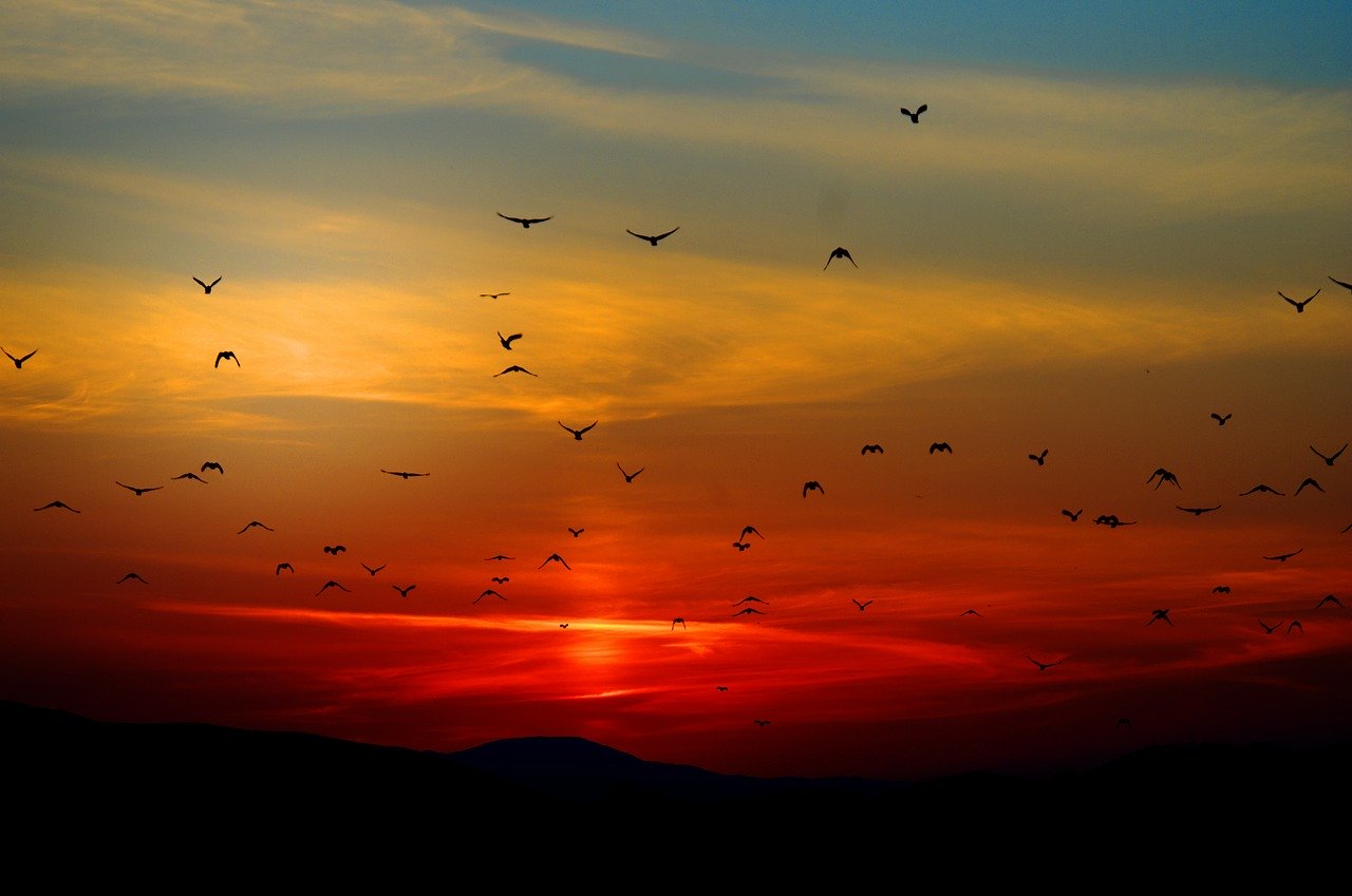 Des oiseaux qui volent au coucher de soleil