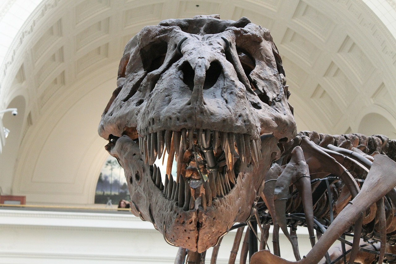 La tête d'un T-rex