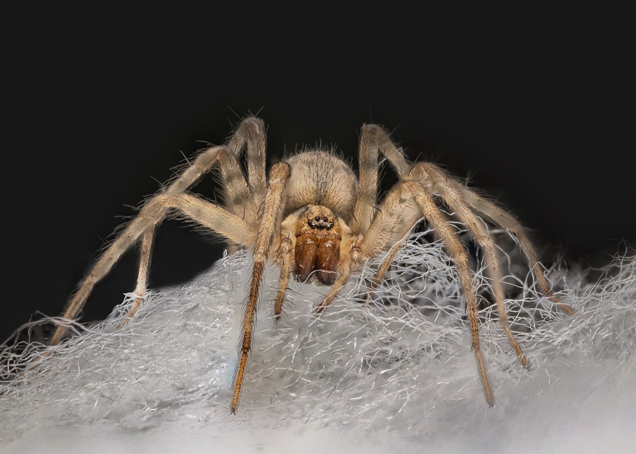 Une araignée à l'affût sur sa toile